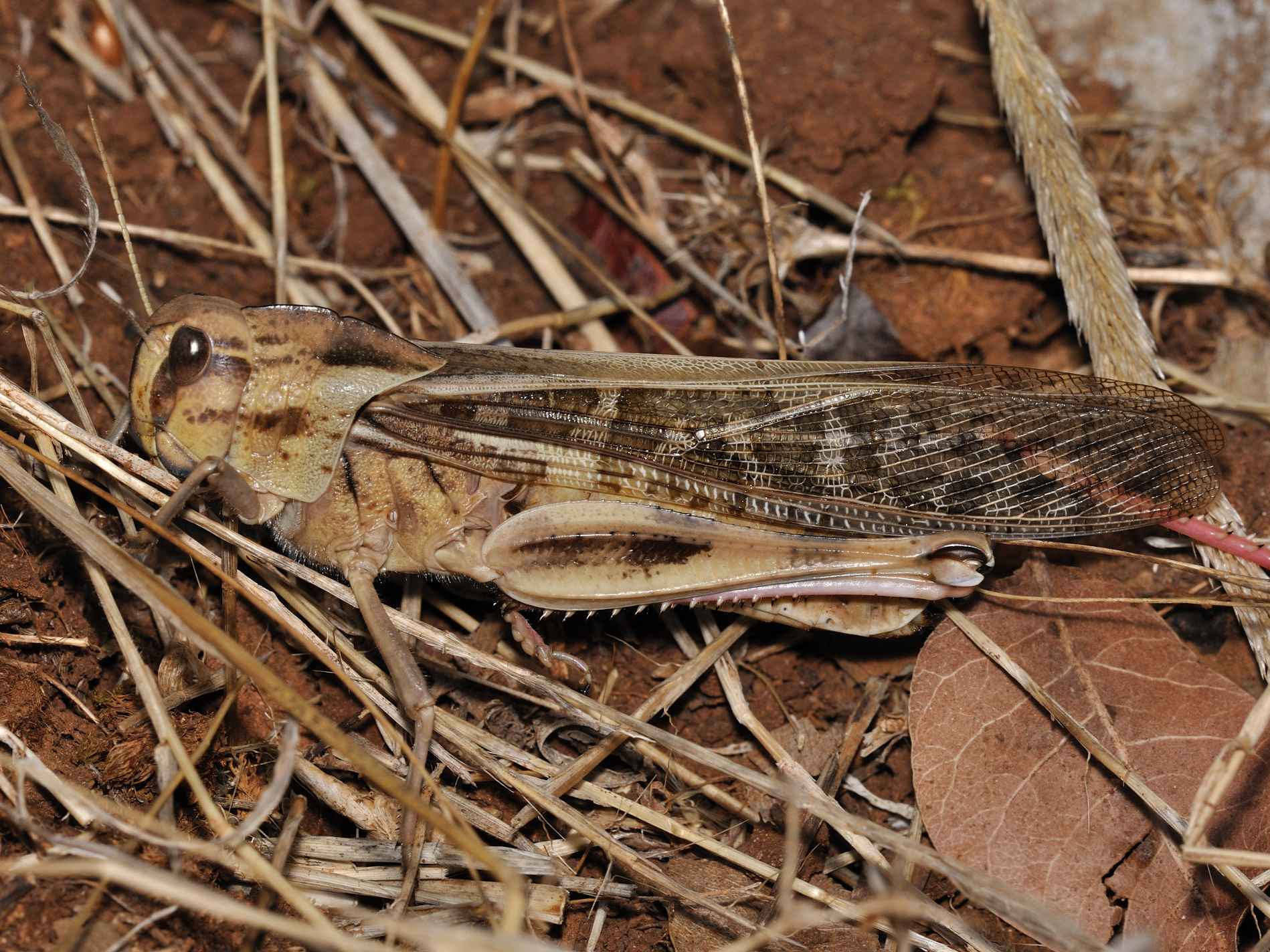 Acrididae - Locusta migratoria ?